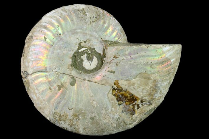 Silver Iridescent Ammonite (Cleoniceras) Fossil - Madagascar #137389